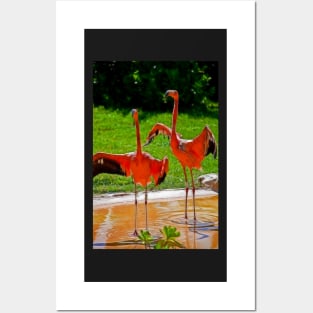 Flamingos welcome visitors of Xcaret Posters and Art